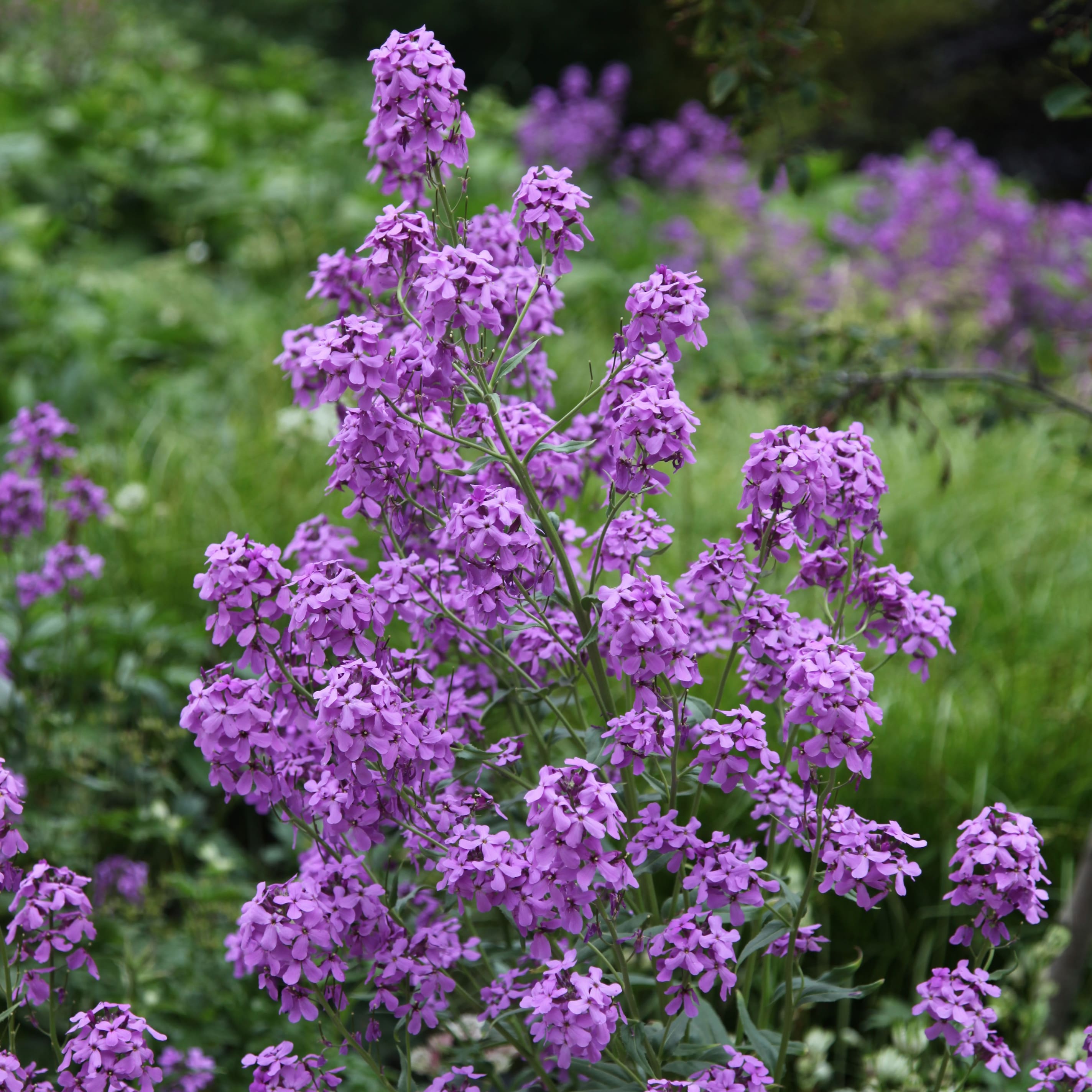 <i>Hesperis matronalis</i> 