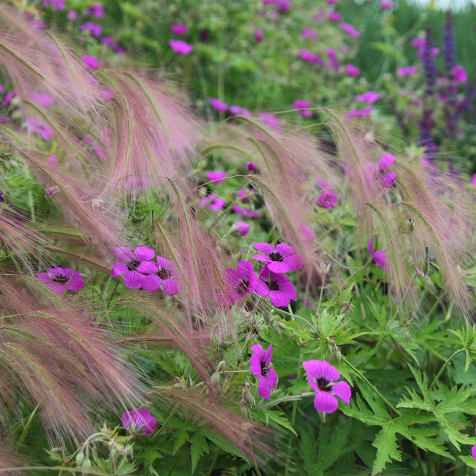 <i>Hordeum jubatum</i> 