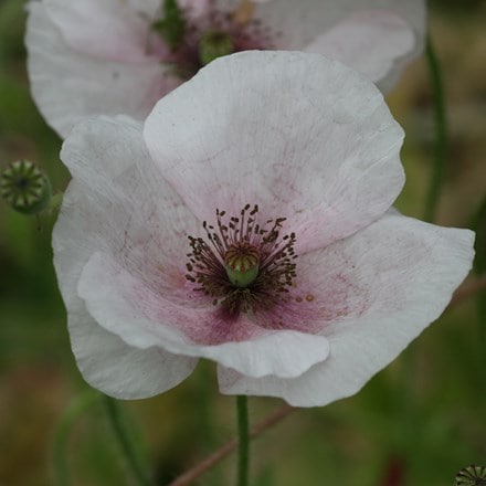Papaver rhoeas Mother of Pearl Group