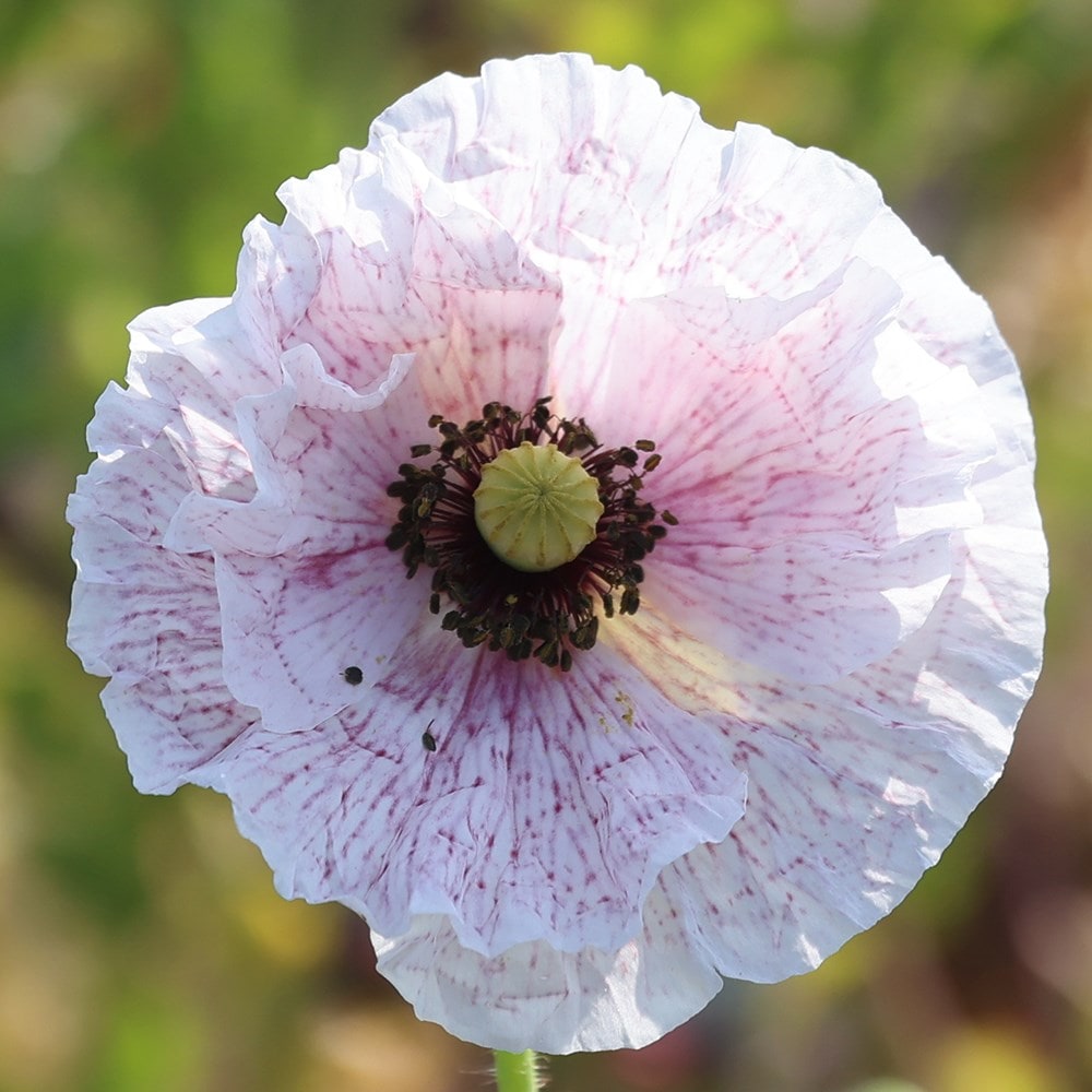 <I>Papaver rhoeas</i> Mother of Pearl Group
