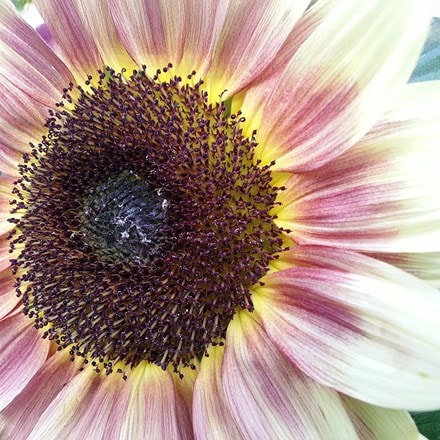 Helianthus annuus Ruby Eclipse