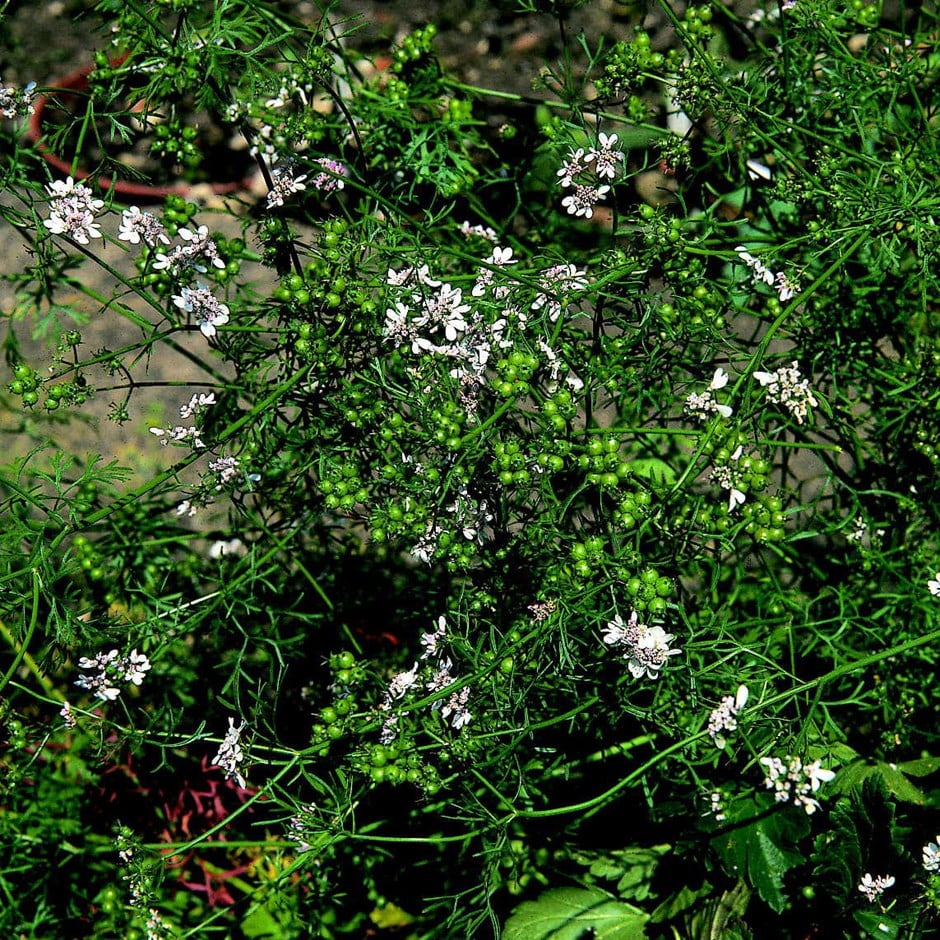 coriander 'Leafy Leisure'