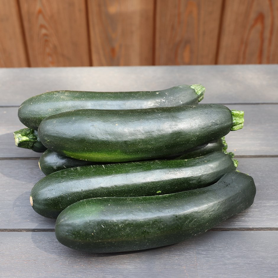 courgette / zucchini or Cucurbita pepo 'Zucchini' courgette / zucchini or Cucurbita pepo 'Zucchini'