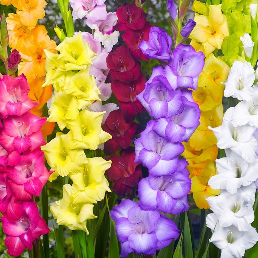 <i>Gladiolus</i> mixed colours