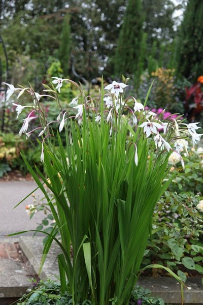 <i>Gladiolus murielae</i>