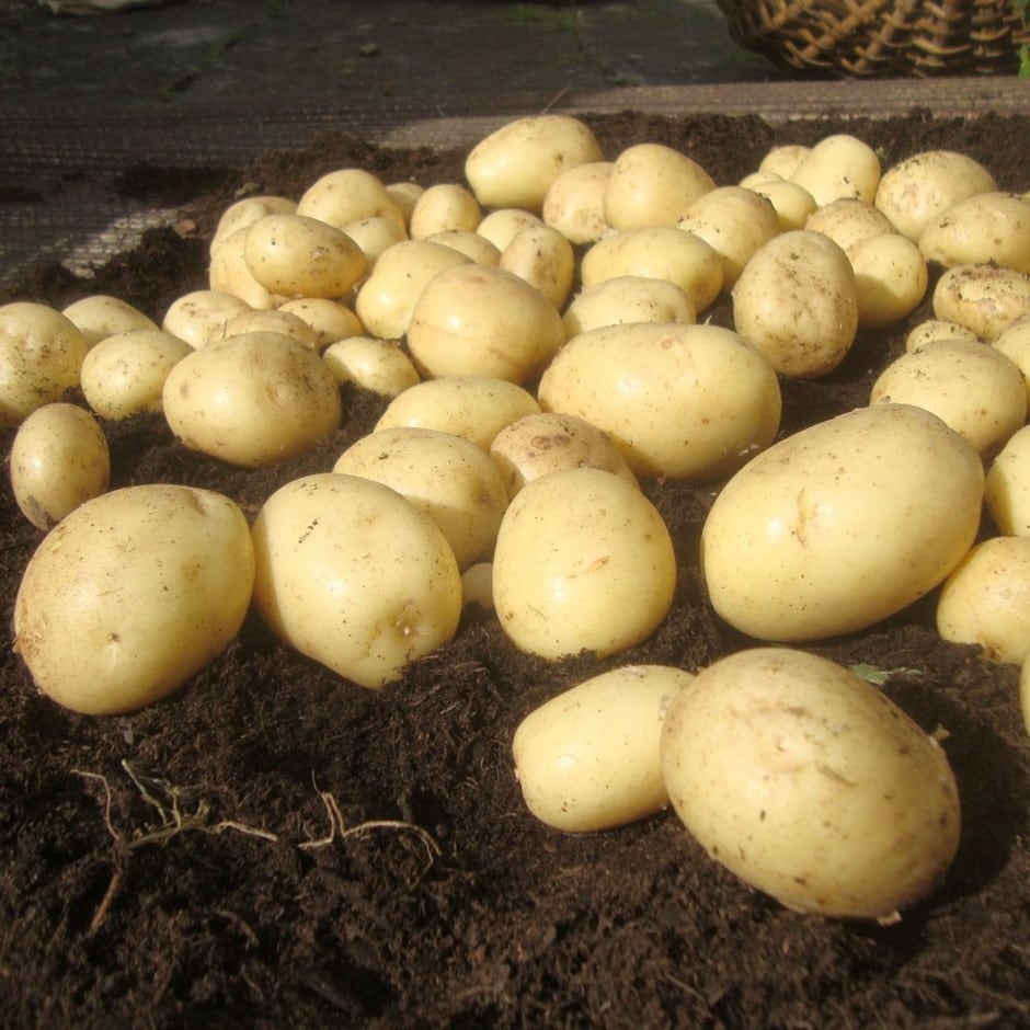 potato 'Casablanca' (PBR)