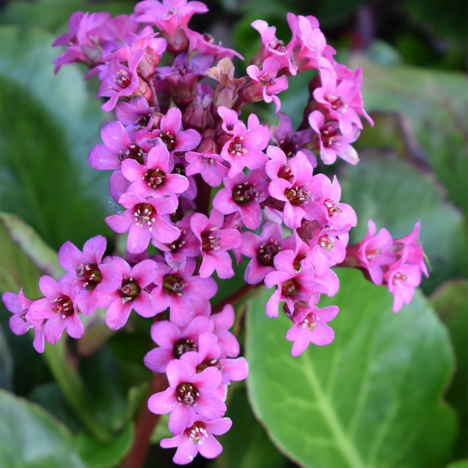 <i>Bergenia cordifolia</i> 'Purpurea'