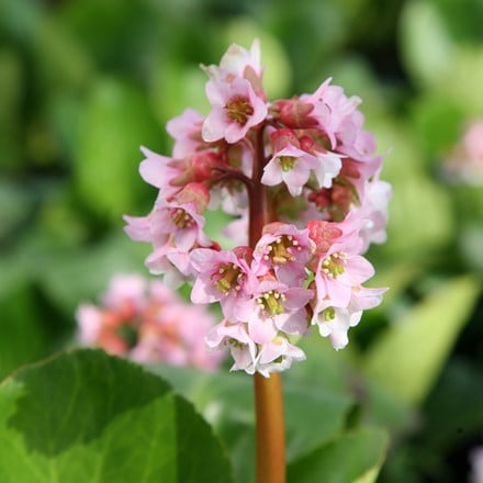 Bergenia 'Baby Doll'