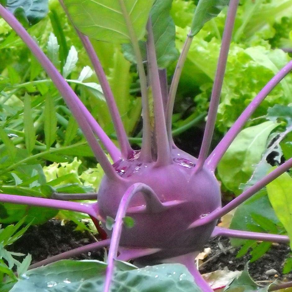 kohlrabi 'Purple Delicacy'