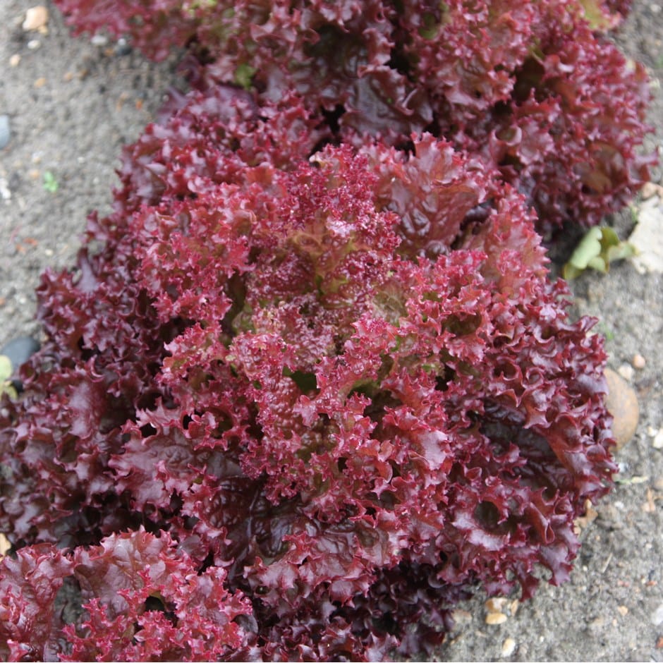 lettuce (cut and come again) or Lactuca sativa 'Lollo Rossa' lettuce (cut and come again) or Lactuca sativa 'Lollo Rossa'