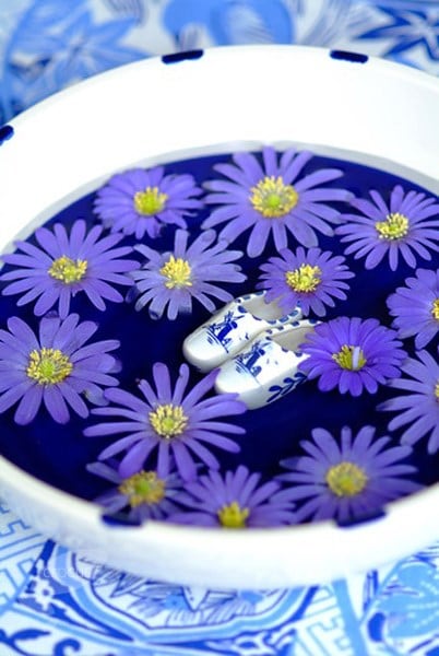 <i>Anemone blanda</i> <b>blue-flowered</b>