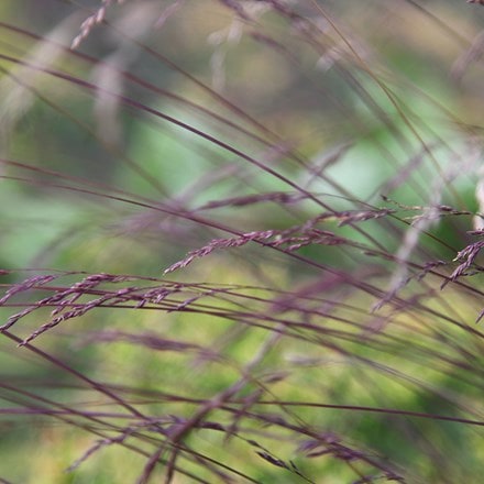 <i>Festuca amethystina</i> 