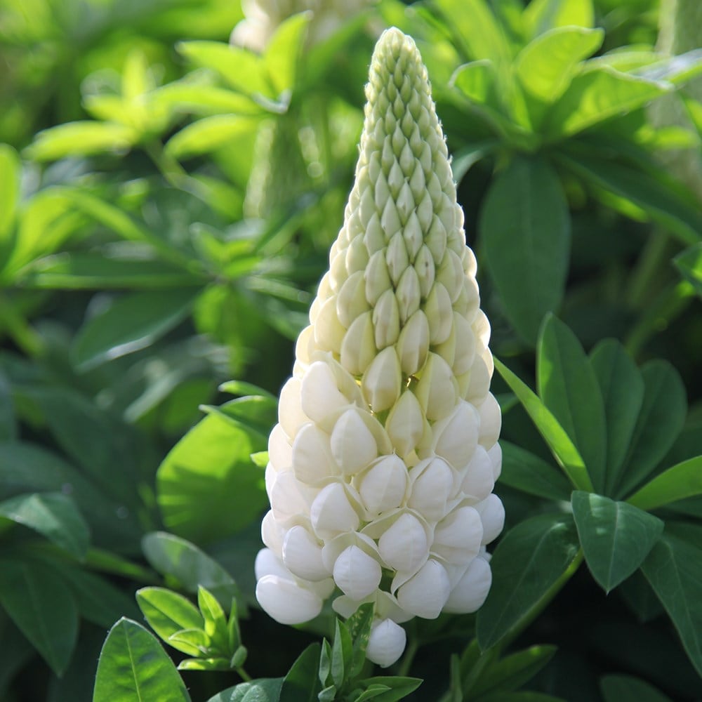 <I>Lupinus</i> 'Noble Maiden' (Band of Nobles Series)