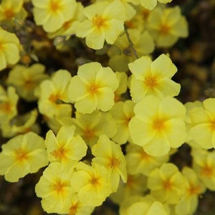 Helianthemum Wisley Primrose