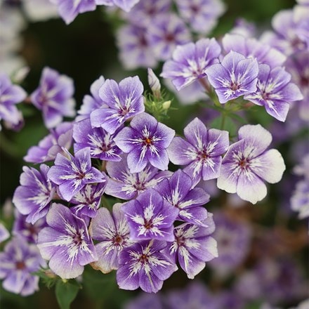 Erysimum Winter Sorbet ('Inneryws') (PBR)