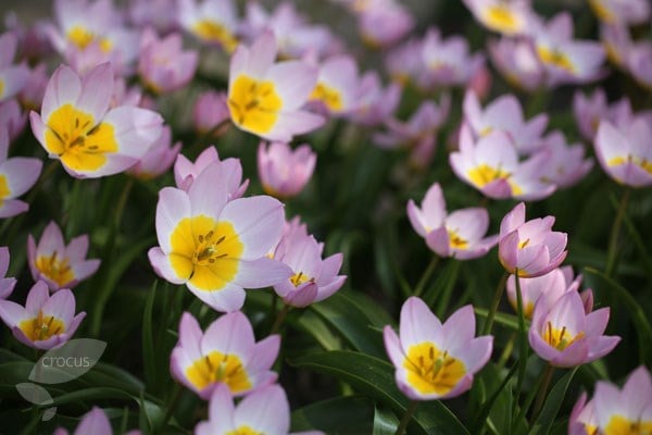 <I>Tulipa saxatilis</i> (Bakeri Group) 'Lilac Wonder'