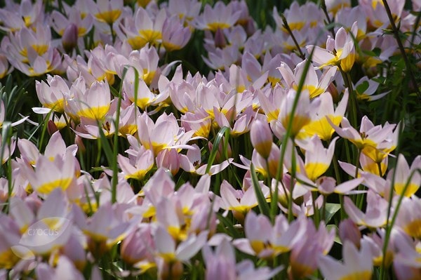 <I>Tulipa saxatilis</i> (Bakeri Group) 'Lilac Wonder'