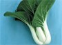 pak choi - Chinese cabbage or Brassica rapa (Chinensis Group) 'Joi Choi' F1