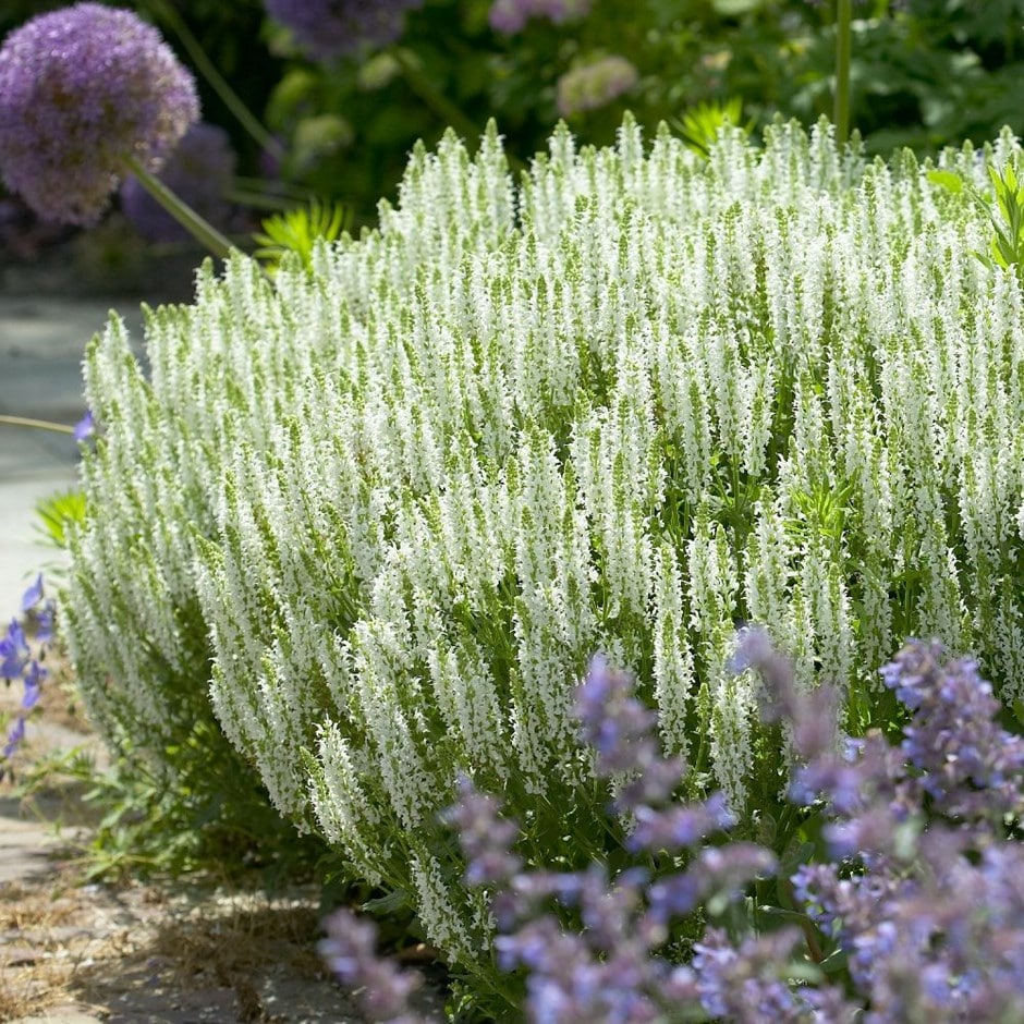 <i>Salvia</i> × <i>sylvestris</i> 'Schneehügel'