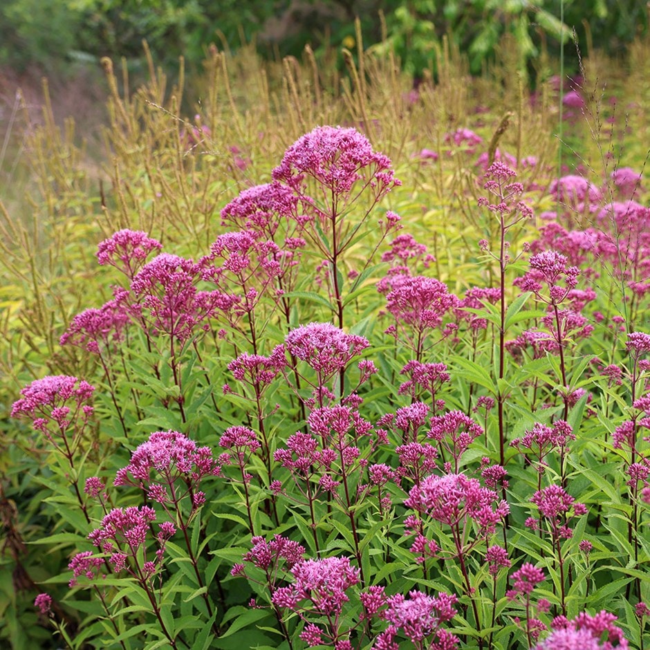 Joe pye weed (syn. Eupatorium maculatum (Atropurpureum Group) Purple Bush) Joe pye weed (syn. Eupatorium maculatum (Atropurpureum Group) Purple Bush)