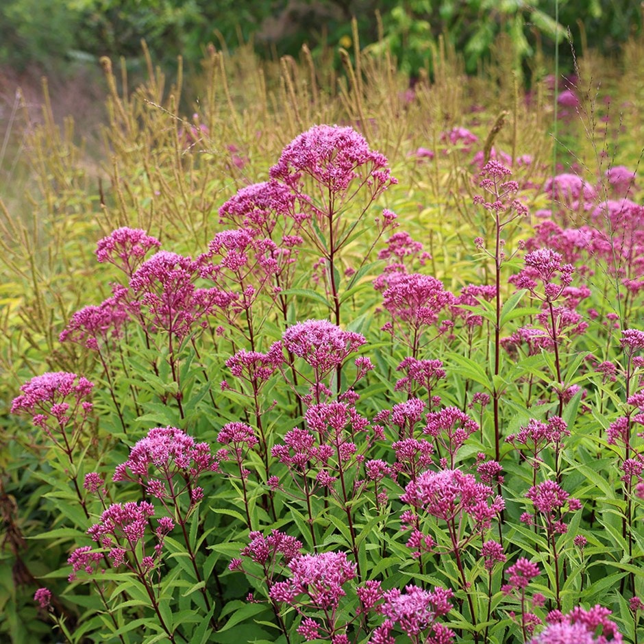 <I>Eupatorium maculatum</i> (Atropurpureum Group) 'Purple Bush'