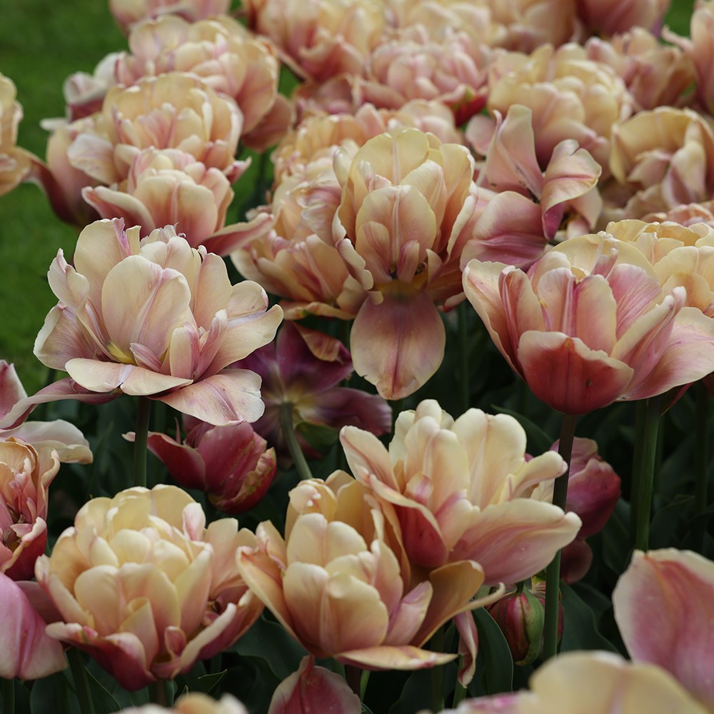 <i>Tulipa</i> 'La Belle Époque'