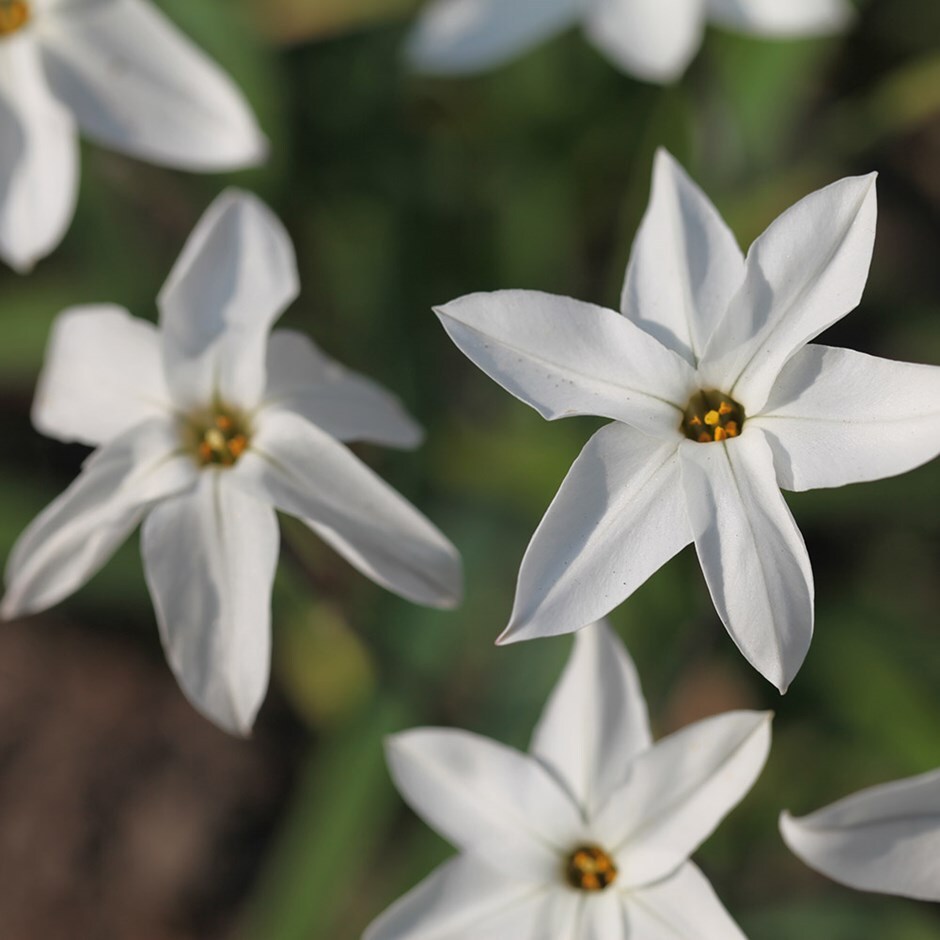 Buy ipheion bulbs Ipheion Alberto Castillo £2.49 Delivery by Crocus