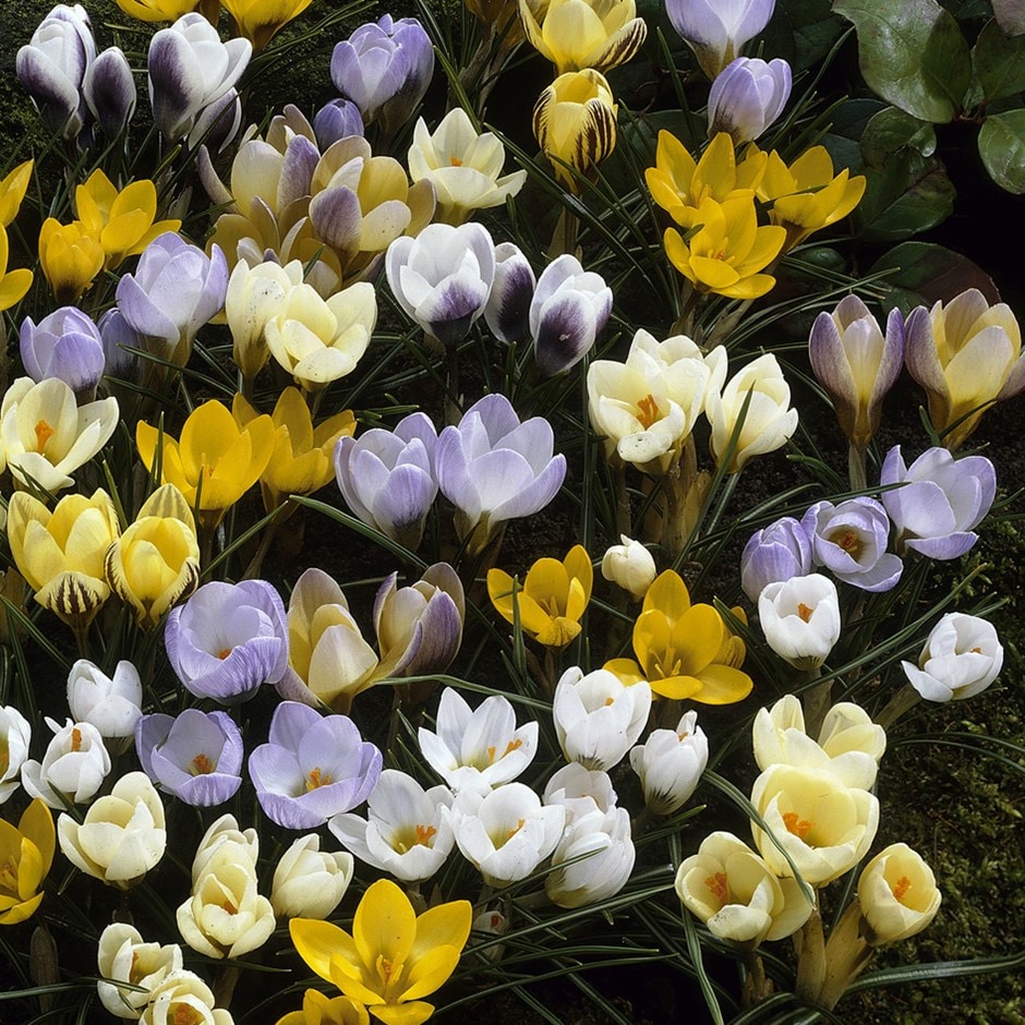 <i>Crocus species</I> <B>Mixed</B>