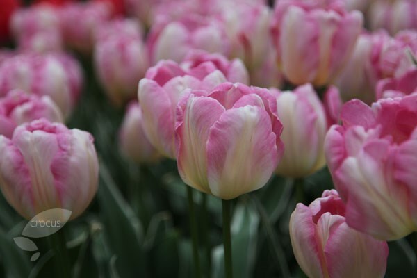 tulip bulbs for sale online