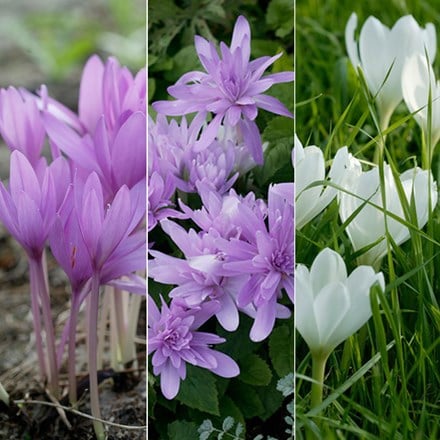 Colchicum collection