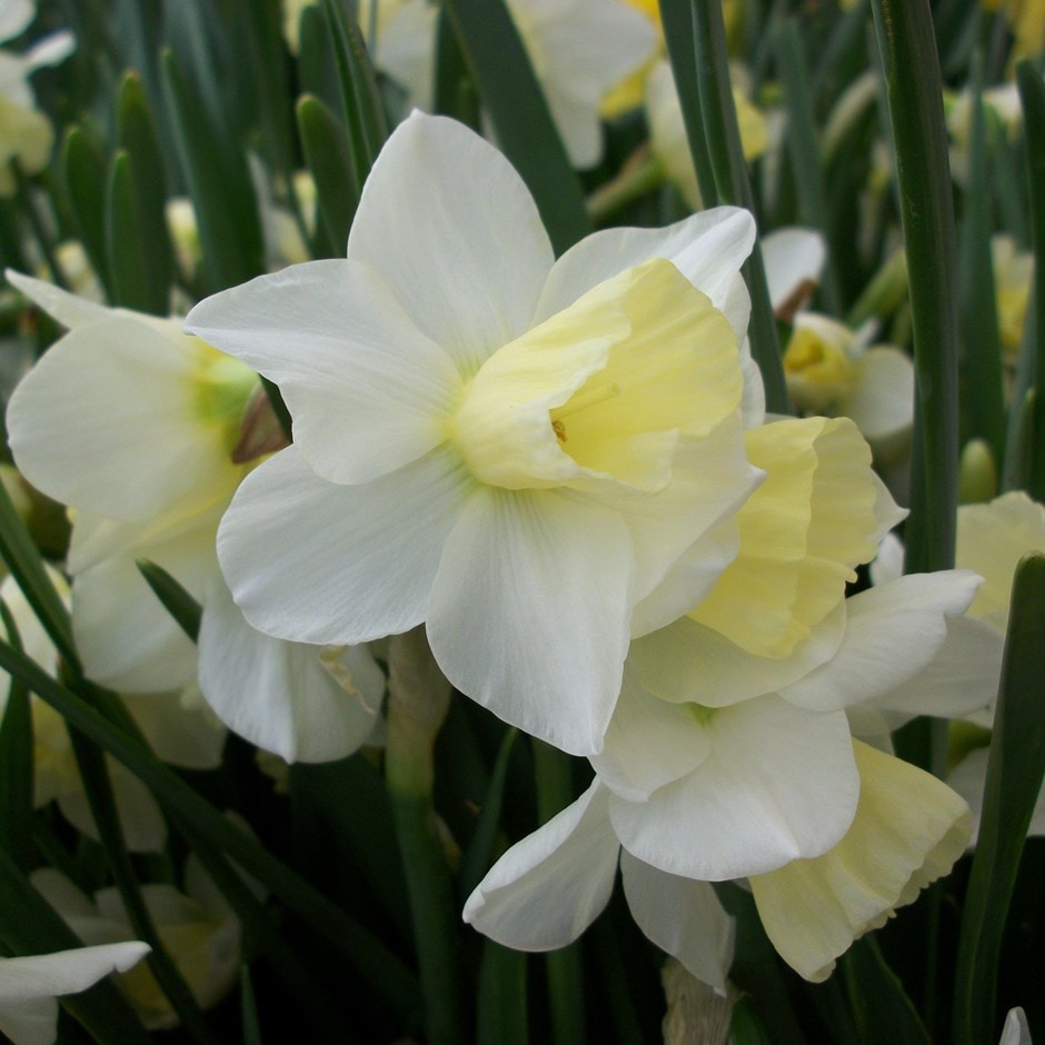 <i>Narcissus</i> 'Curlew'