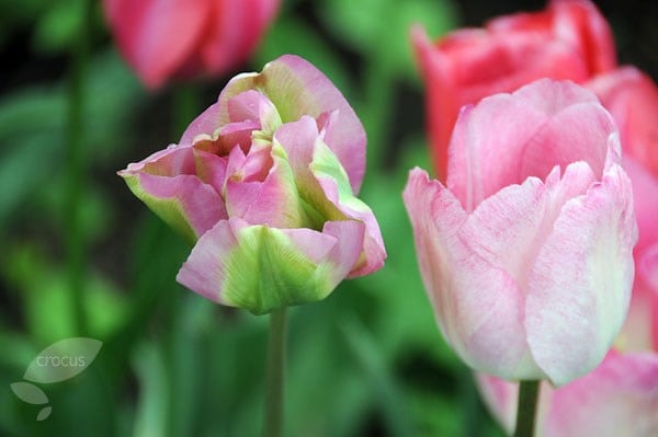 <I>Tulipa</i> 'Groenland'