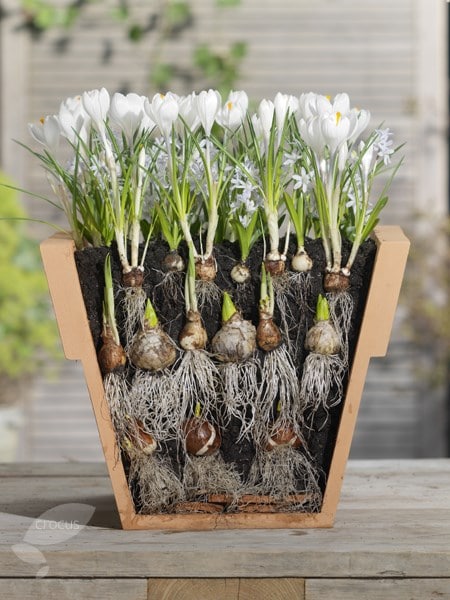 Bulbs for pots - Cool whites