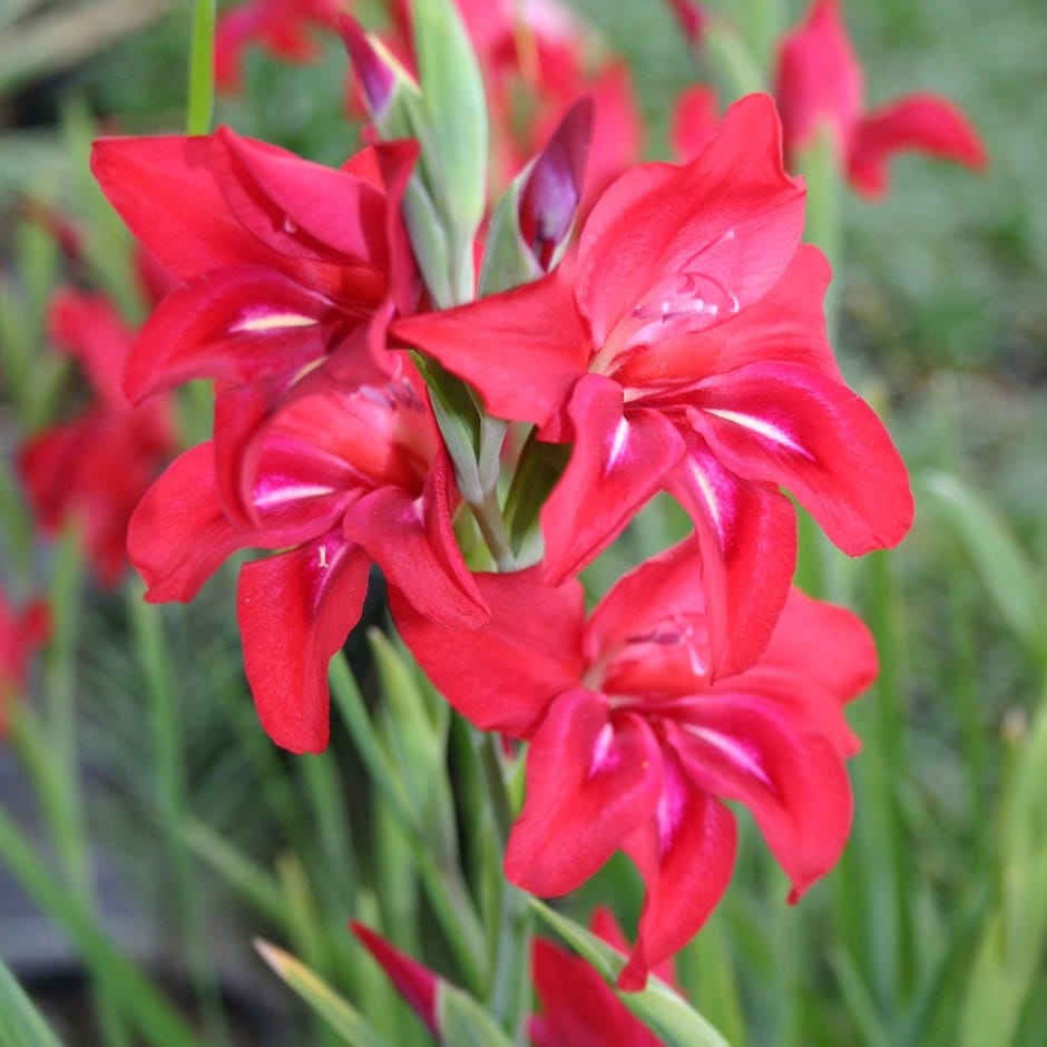 <I>Gladiolus</i> 'Robinetta' (recurvus hybrid)