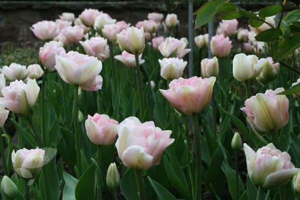 Mount Tacoma & Angélique tulip combination - 20 bulbs
