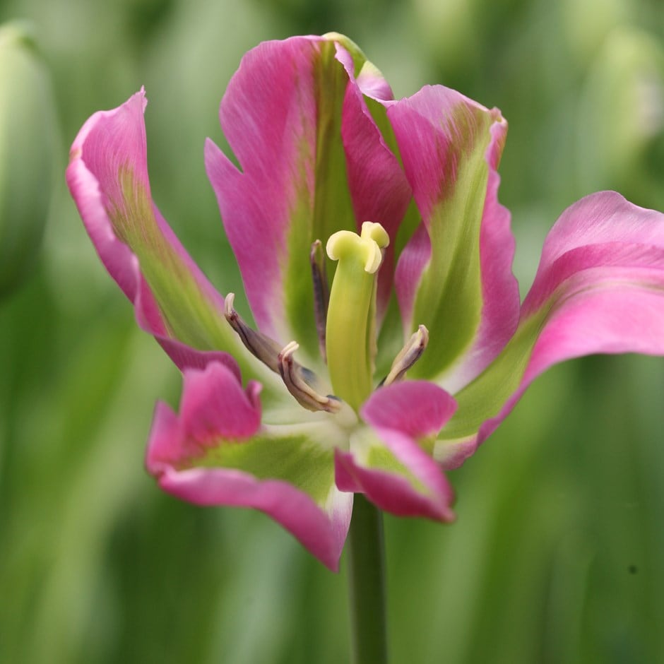 <i>Tulipa</i> 'Nightrider'