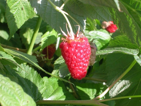 raspberry 'Cascade Delight'