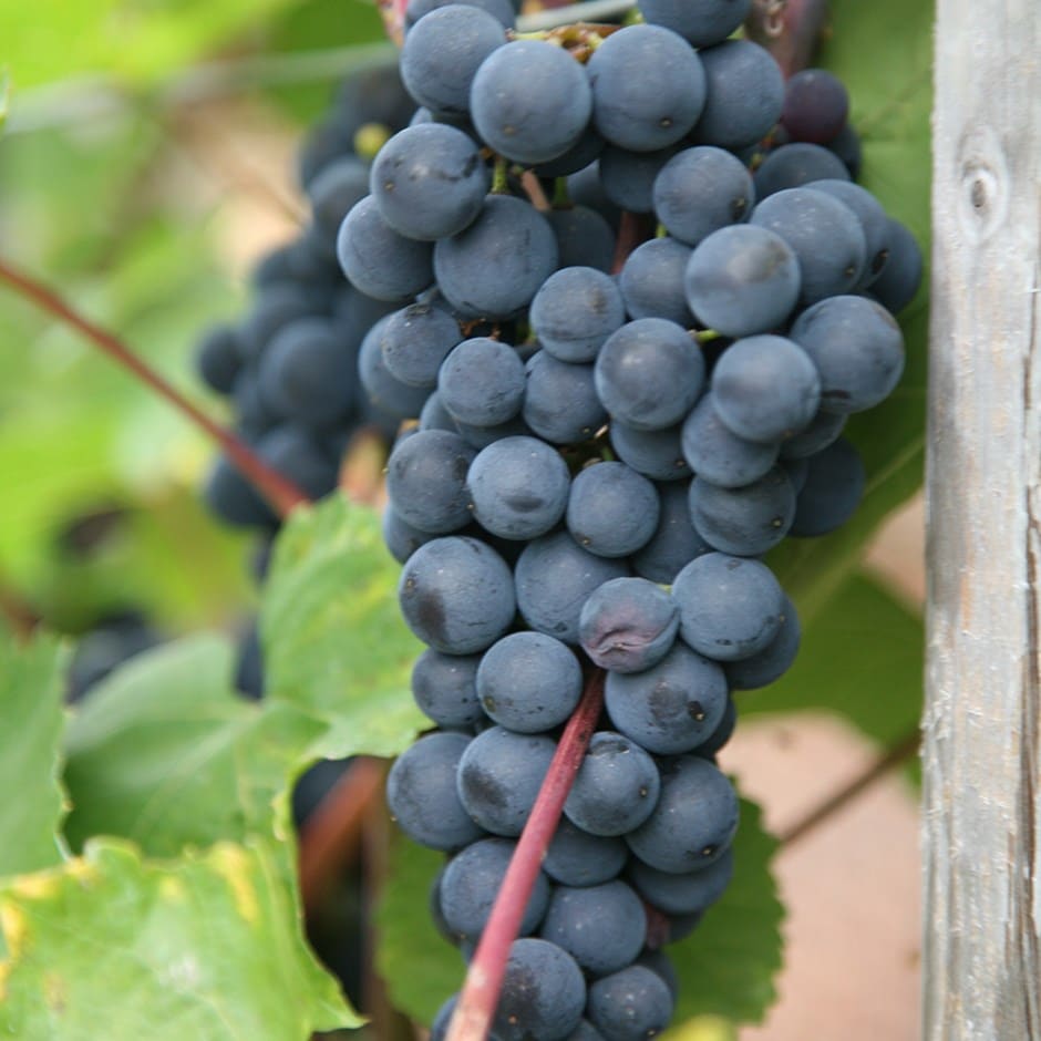 seedless grape 'Boskoop Glory'