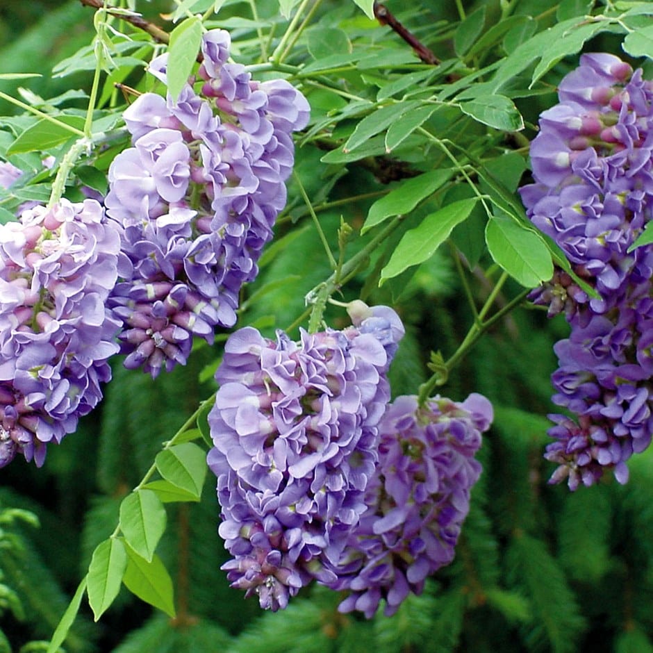 <I>Wisteria frutescens</i> 'Amethyst Falls' (PBR)