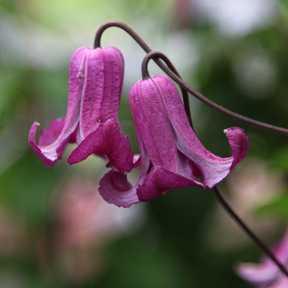 clematis (group 3) (syn Clematis viticella Queen Mother) clematis (group 3) (syn Clematis viticella Queen Mother)