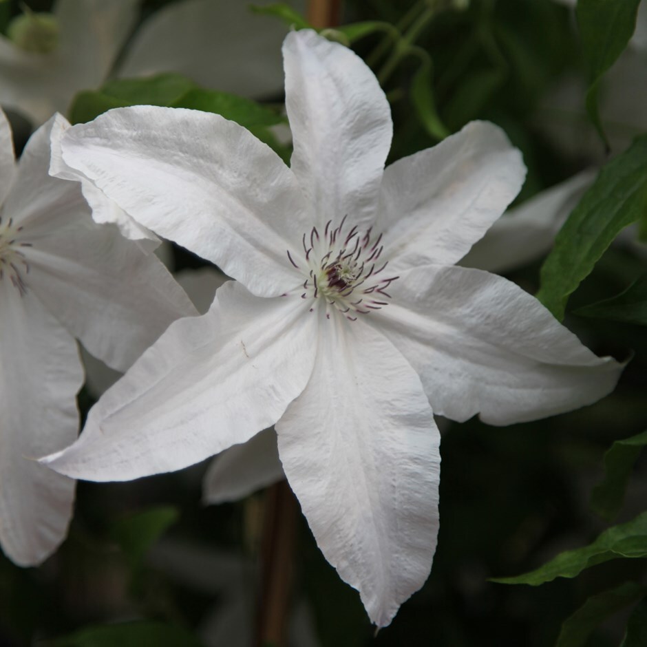 Buy clematis (group 2) Clematis 'Beautiful Bride (PBR)'