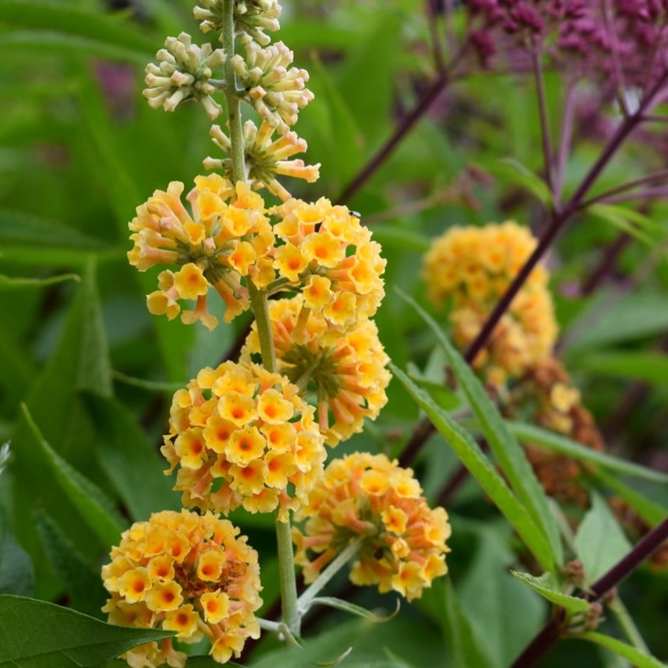 <i>Buddleja</i> × <i>weyriana</i> 'Sungold'