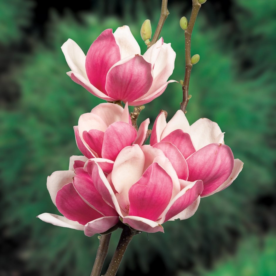 <i>Magnolia</i> × <i>soulangeana</i> 'Satisfaction'