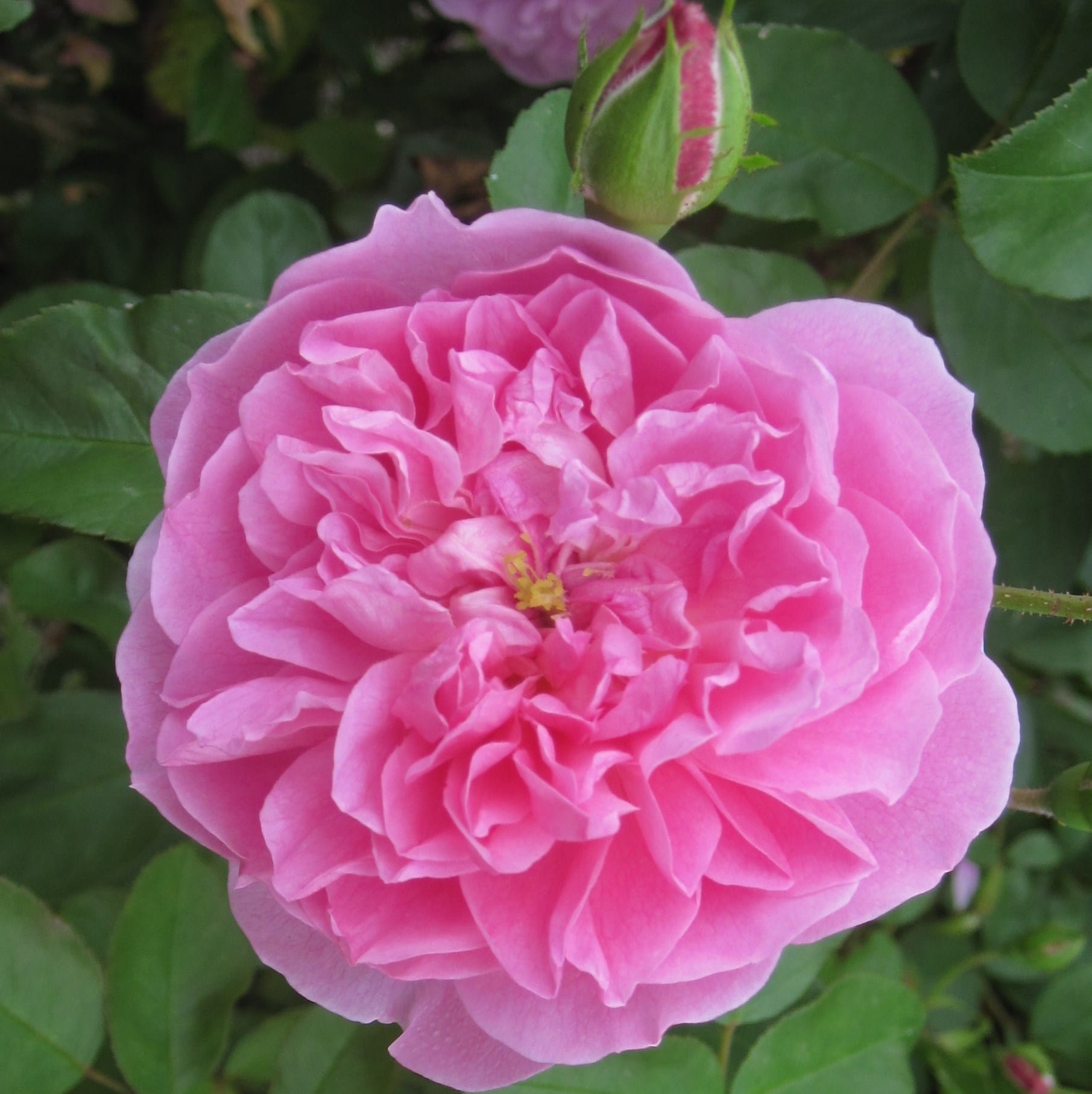 <I>Rosa</i> 'Comte de Chambord' (Madame Boll)