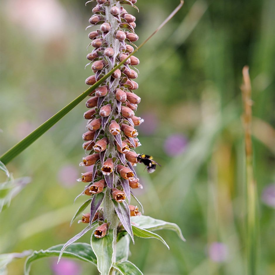 <i>Digitalis parviflora</i> Jacq.