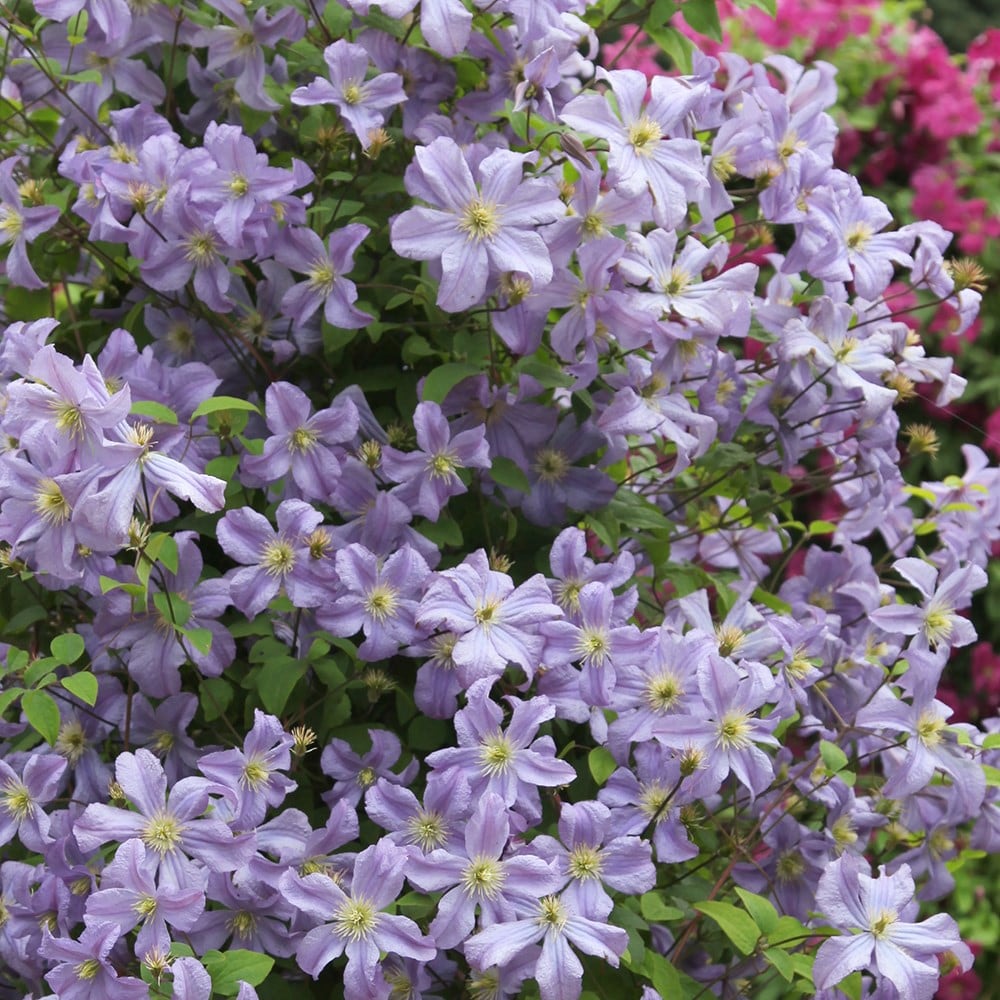 <i>Clematis</i> 'Prince Charles'