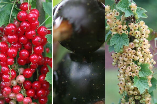 currant collection