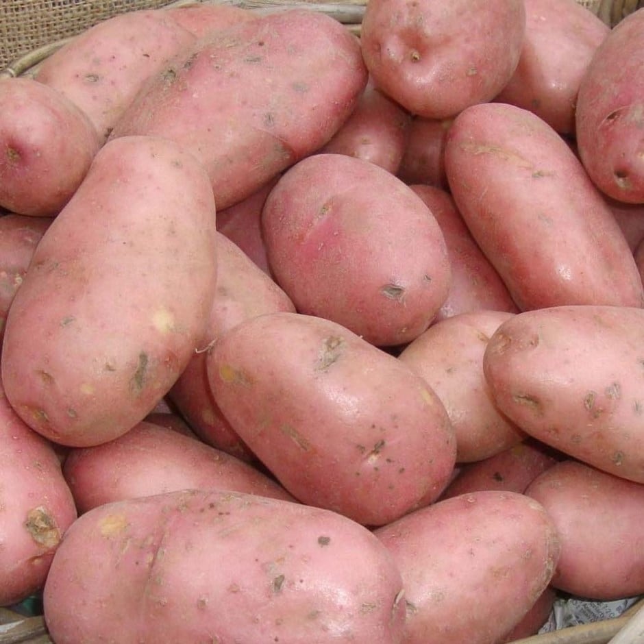 potato 'Sarpo Mira' (PBR)