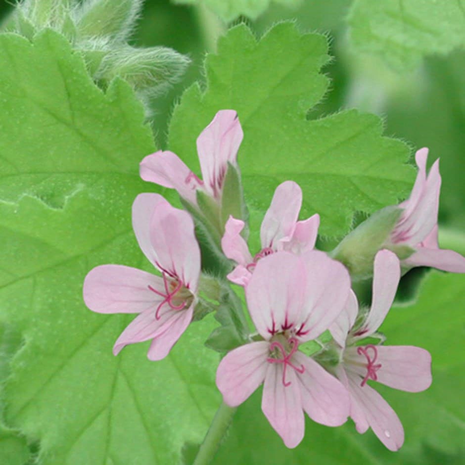 <i>Pelargonium</i> 'Attar of Roses'