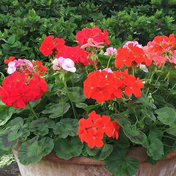 Buy 40 plus 20 FREE large plug plants Geranium Hot 'n' Spicy Mixed £21